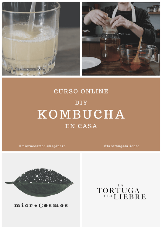 Curso online Haz tu propia kombucha en casa