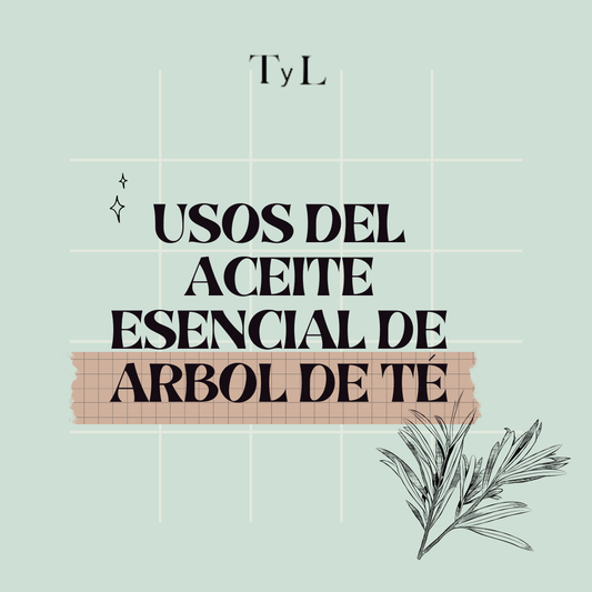 Arbol de té: un aceite versátil y con muchos beneficios