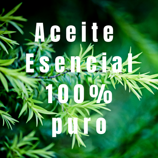 plantas de Árbol de Té con el texto 100% puro. 