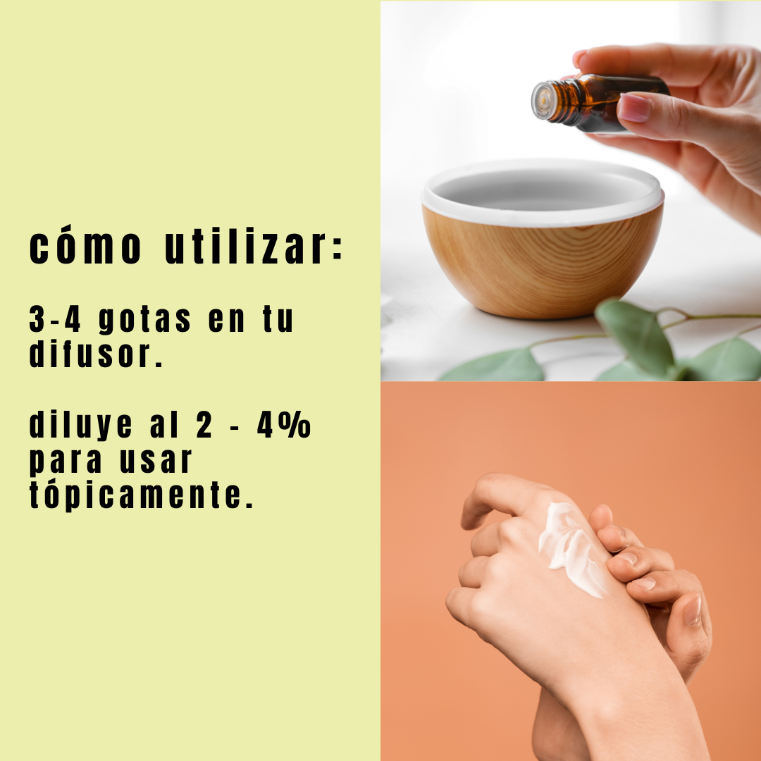 infografico Como usar el Aceite de Árbol de Té 